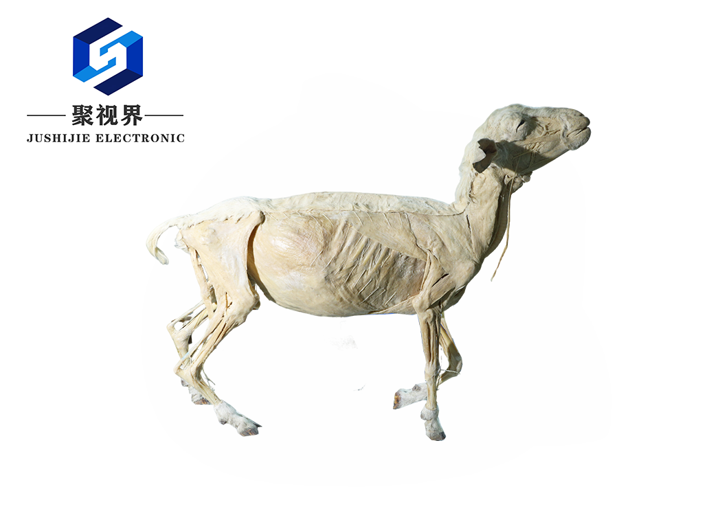 动物解剖标本