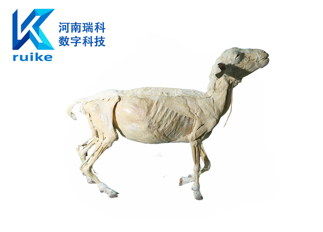 动物解剖标本