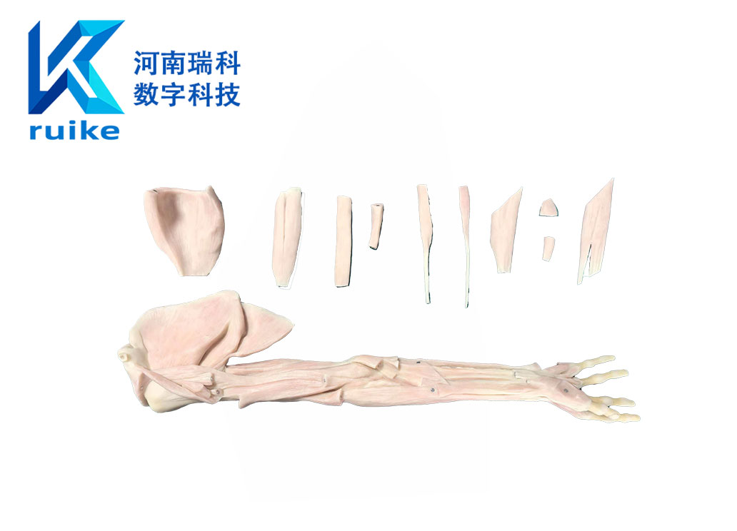 高仿真人体塑化解剖标本