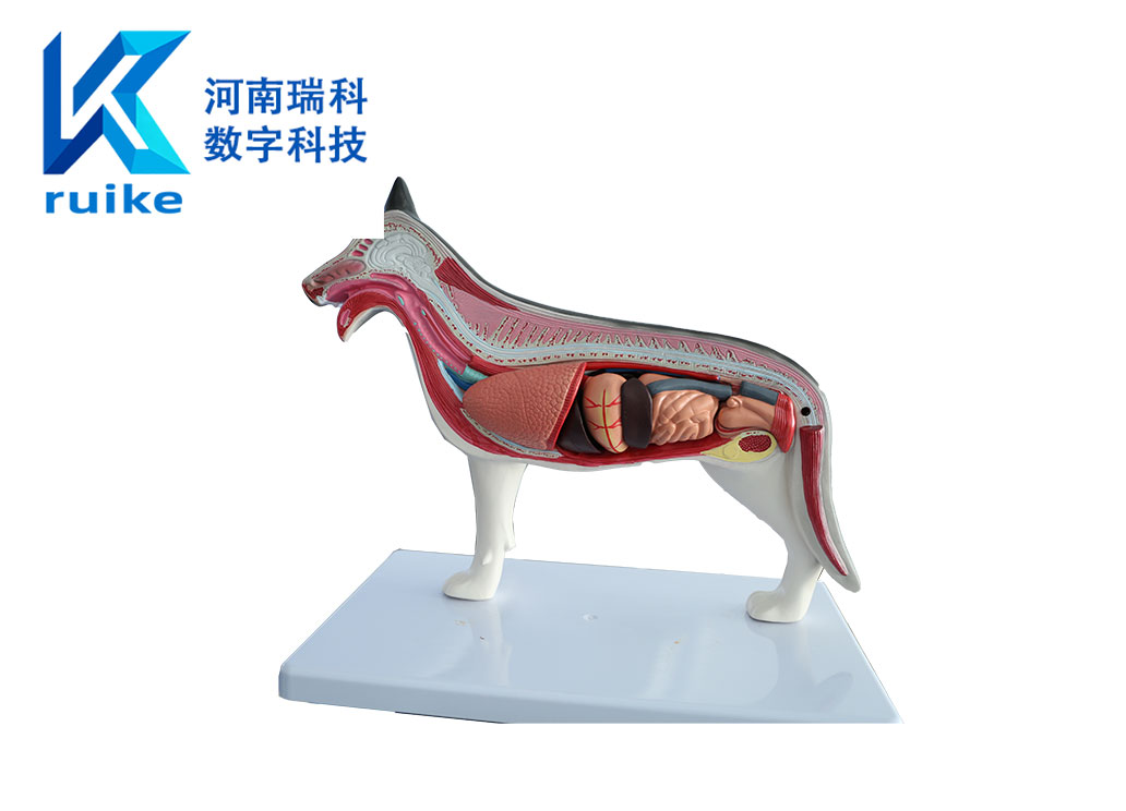 动物解剖模型