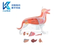 不止课本看图！瑞科动物整体解剖模型，筑牢